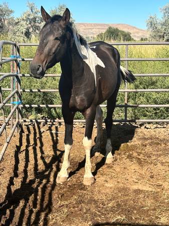 Warm Springs Mustang Stud - 1000 dólares (Vale)63471410609667122