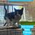 Lost and found cats Jefferson county IL 11 thumbnail