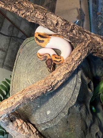 Female High-White Piebald Ball Python536459844875735041