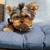 Yorkie boy 5 thumbnail