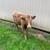 Highland cross cow 3 thumbnail