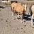 Gorgeous palomino yearling mustang filly!!! 8 thumbnail