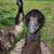 Emu pair 1 thumbnail