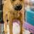 Arvada Adoptions 15 thumbnail