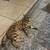 female bengal cat 1 thumbnail