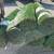 Artificial Turf 4 thumbnail