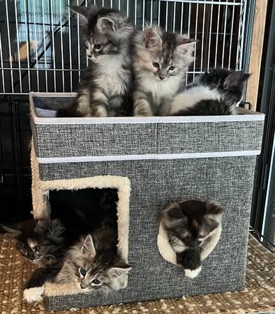 Maine Coon Kittens 1