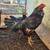 Gamefowl/Gallos 9 thumbnail