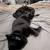 Bonded female cats 1 thumbnail