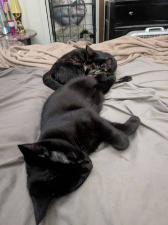 Bonded female cats 1