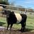 Miniature Scottish Belted Galloway Cattle, Cows, Bulls, 6 thumbnail