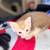 Baby boy orange kitten needs a new home! Read description v 9 thumbnail