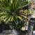 Large potted Sago Palm 2 thumbnail