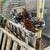 Jubilee Orpington pair 2 thumbnail