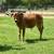 Mini Zebu Cows 8 thumbnail