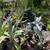 Agave Plants - multiple varieties 6 thumbnail