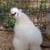 White Bearded Silkie Rooster 4 thumbnail