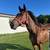 Thoroughbred mare - horse for sale 6 thumbnail
