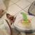 Luzellie Y0rkie Pup 2 thumbnail
