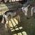 “Peewee” Super Friendly Mini Donkey 2 thumbnail