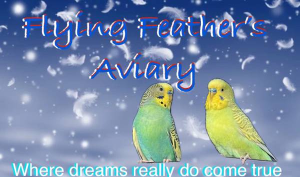 Flying Feathers Aviary 1