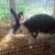 Broken Black and white New Zealand Buck DOB 6-11-25 4 thumbnail