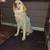 Livestock Guardian 2 thumbnail