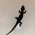 Red eye crocodile skink available! 2 thumbnail