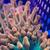 Saltwater Corals - SPS, Torches, Hammers, RODI, Saltwater 2 thumbnail