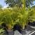 Areca Palms 1 thumbnail