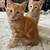 orange kitten 1 thumbnail