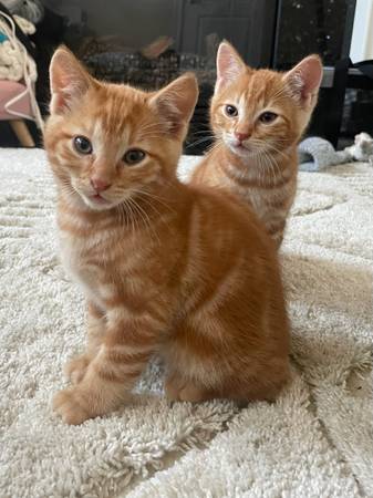 orange kitten 1