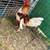 Roosters 2 thumbnail
