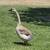 Goose 1 thumbnail
