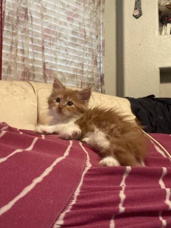 Hembra Mainecoon con dedos polidactílicos (Conroe)63859313793153121