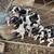 Coon hound pups 2 thumbnail