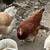 Laying hens 2 thumbnail