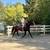 Gorgeous Black Quarter Horse for Sale 2 thumbnail
