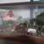 Leopard gecko URGENTLY REHOMING 16 thumbnail