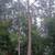 Free Estimates in NVA & MD Tree cutting, branches, Stump Grinding 1 thumbnail
