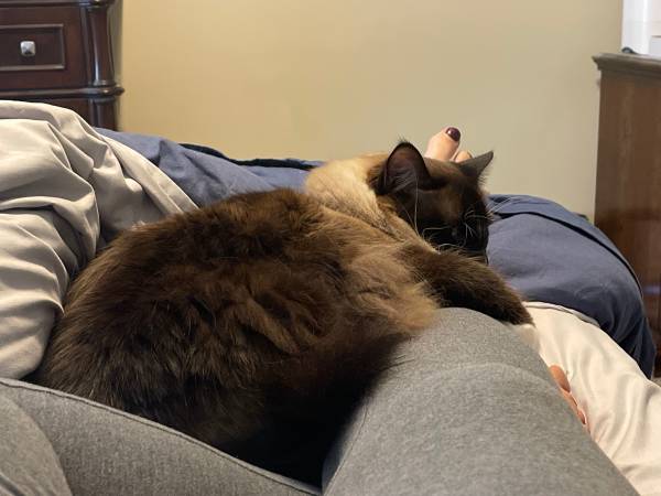 Male Ragdoll (Bonney Lake)63853557739393122
