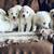 Adopt a puppy 24 thumbnail