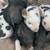 Piglets 1 thumbnail