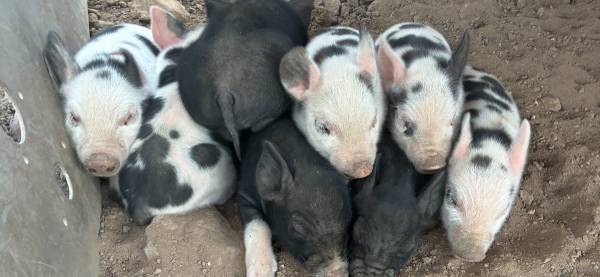 Piglets 1