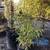 Golden Bamboo 5 thumbnail