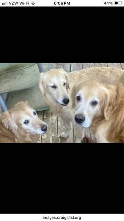 $3000 Reward for location & return of five golden retrievers. 1