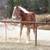 Registered Belgian Stud 3 thumbnail