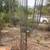 Majestic Saguaro 'Large Saguaro' Metal Cactus Yard Art 1 thumbnail