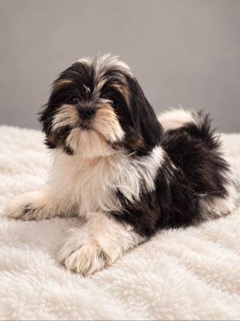 Bello Cachorro 1