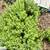Thyme  Oregano Rosemary Sprigs  Ramas de Tomillo, Orégano y Romero 1 thumbnail